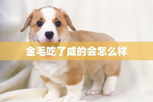 金毛吃了咸的會怎么樣