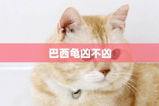巴西龜兇不兇