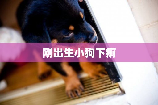 剛出生小狗下痢