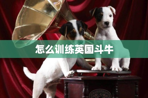 怎么訓練英國斗牛