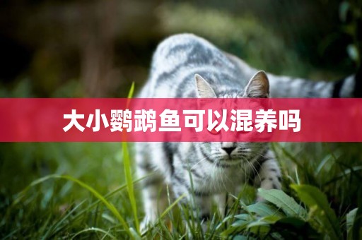 大小鸚鵡魚可以混養嗎