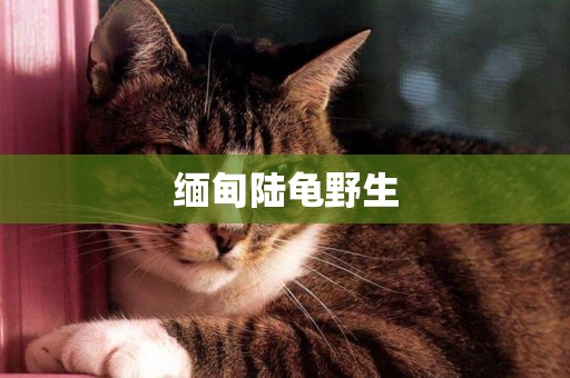 緬甸陸龜野生