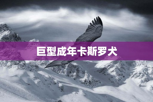巨型成年卡斯羅犬