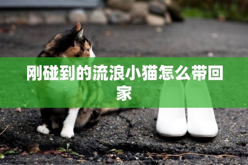 剛碰到的流浪小貓怎么帶回家