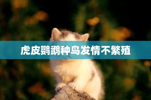 虎皮鸚鵡種鳥發情不繁殖