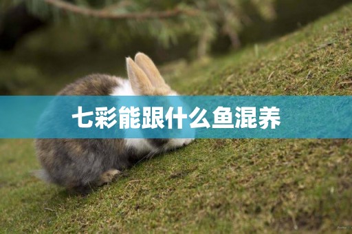七彩能跟什么魚混養