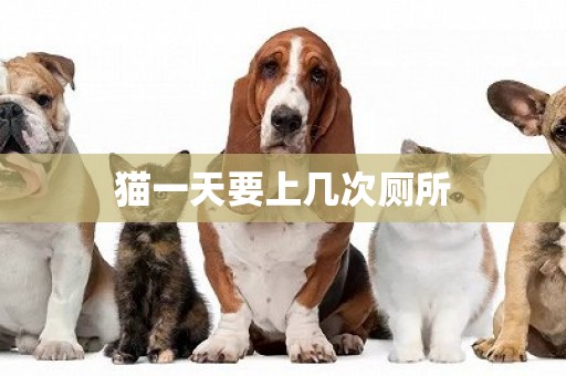 貓一天要上幾次廁所