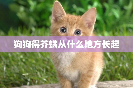 狗狗得芥螨從什么地方長起