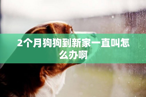 2個月狗狗到新家一直叫怎么辦啊