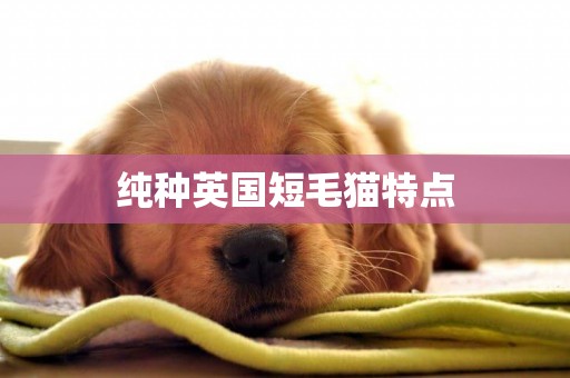 純種英國短毛貓特點