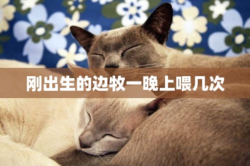 剛出生的邊牧一晚上喂幾次