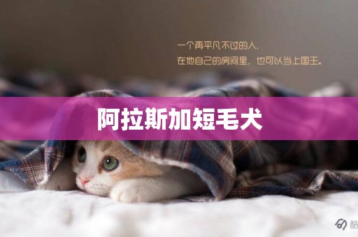 阿拉斯加短毛犬
