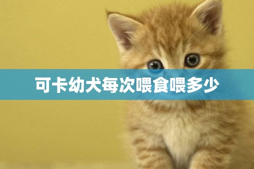可卡幼犬每次喂食喂多少