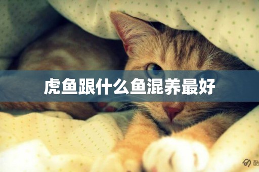 虎魚跟什么魚混養最好