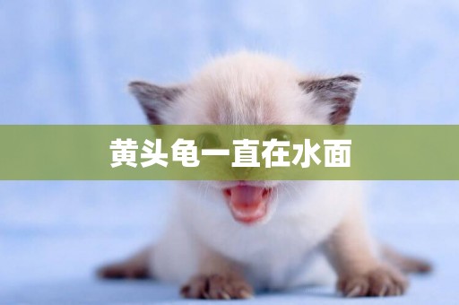 黃頭龜一直在水面