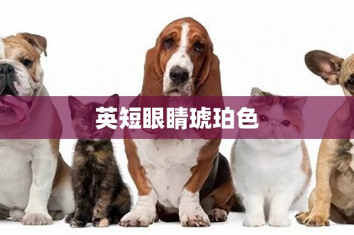 英短眼睛琥珀色