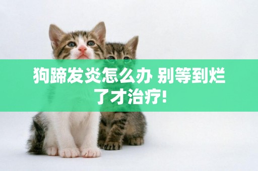狗蹄發炎怎么辦 別等到爛了才治療!