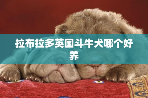拉布拉多英國斗牛犬哪個好養