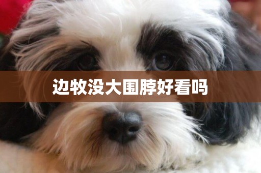 邊牧沒大圍脖好看嗎