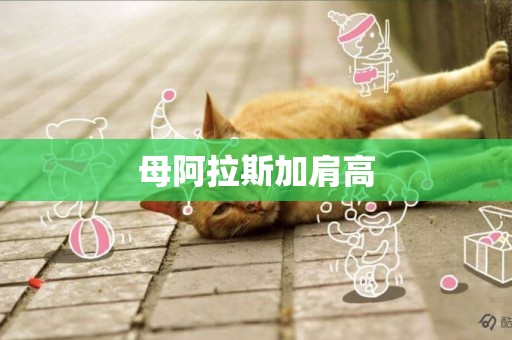 母阿拉斯加肩高