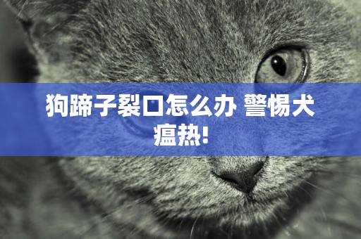 狗蹄子裂口怎么辦 警惕犬瘟熱!