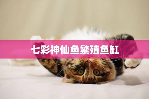 七彩神仙魚繁殖魚缸