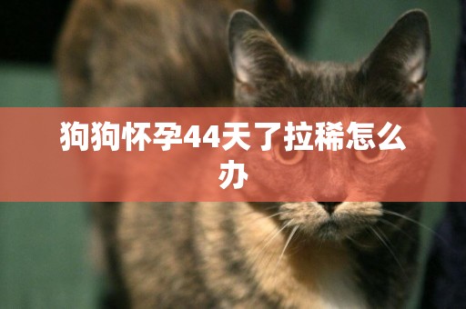 狗狗懷孕44天了拉稀怎么辦