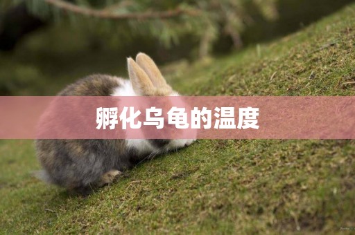 孵化烏龜的溫度