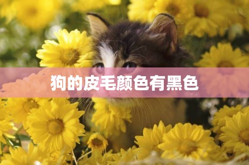 狗的皮毛顏色有黑色