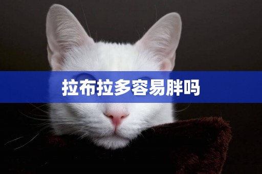 拉布拉多容易胖嗎