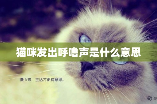 貓咪發出呼嚕聲是什么意思