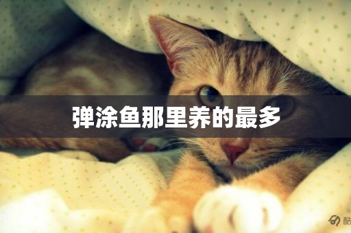 彈涂魚那里養的最多