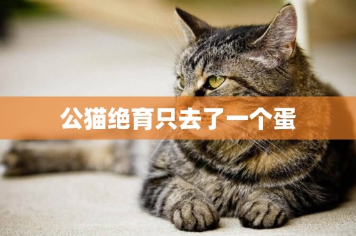 公貓絕育只去了一個蛋