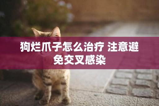 狗爛爪子怎么治療 注意避免交叉感染