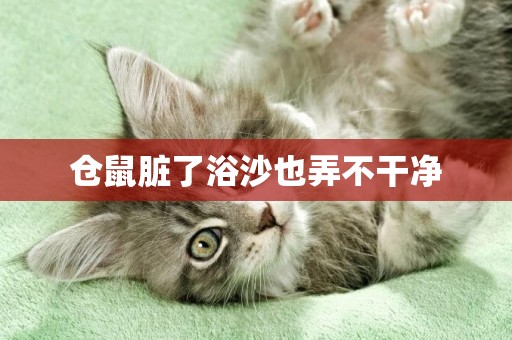 倉鼠臟了浴沙也弄不干凈
