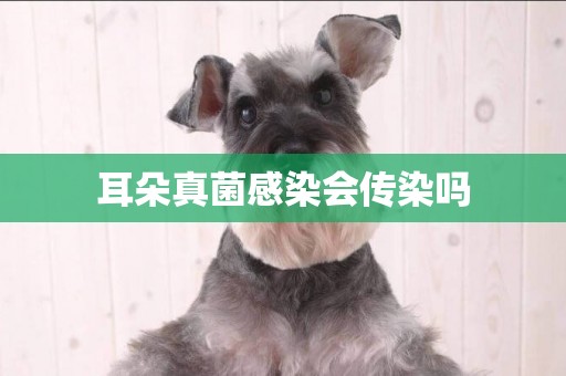 耳朵真菌感染會傳染嗎