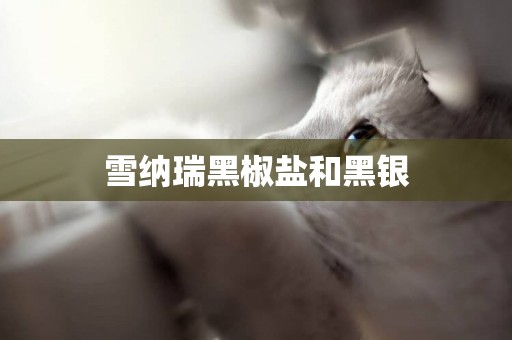 雪納瑞黑椒鹽和黑銀