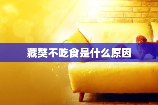 藏獒不吃食是什么原因