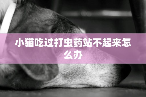 小貓吃過打蟲藥站不起來怎么辦