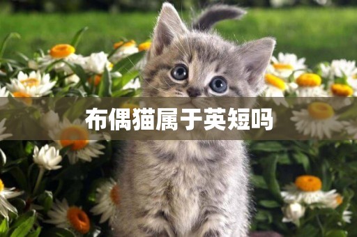 布偶貓屬于英短嗎