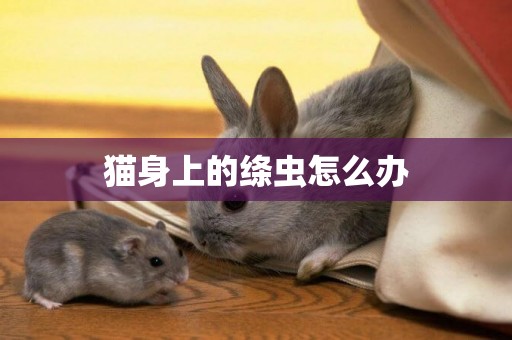 貓身上的絳蟲怎么辦