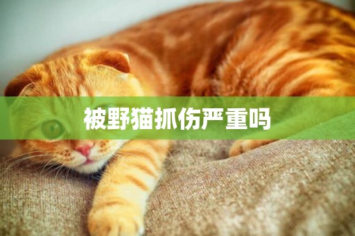 被野貓抓傷嚴重嗎