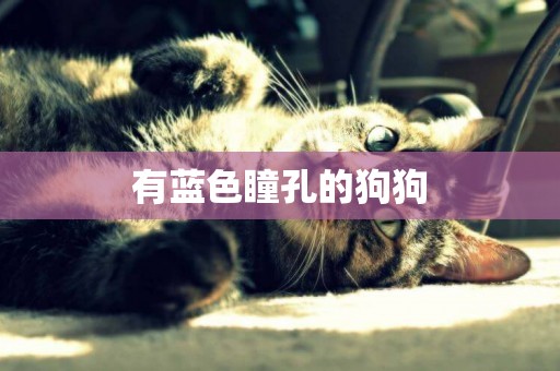 有藍色瞳孔的狗狗