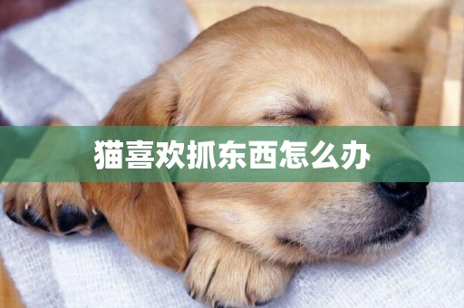 貓喜歡抓東西怎么辦