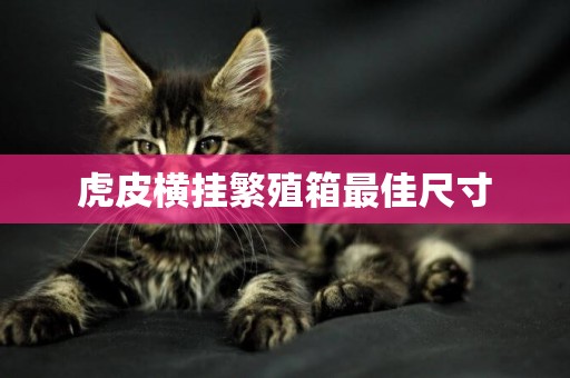 虎皮橫掛繁殖箱最佳尺寸