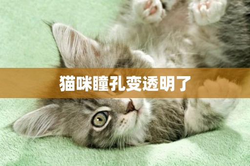 貓咪瞳孔變透明了