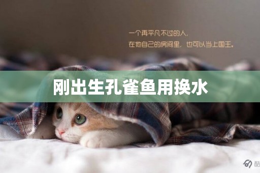 剛出生孔雀魚用換水