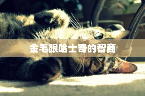 金毛跟哈士奇的智商