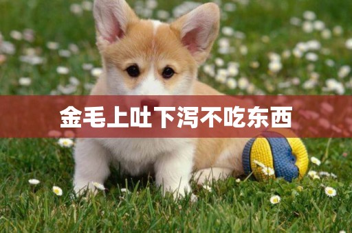 金毛上吐下瀉不吃東西