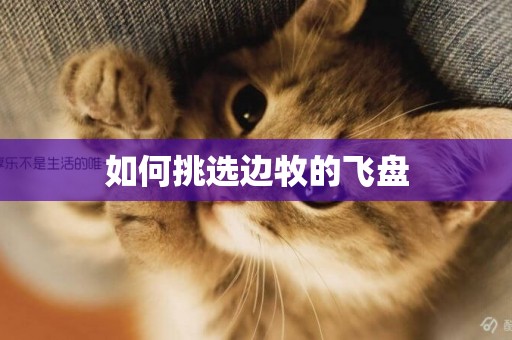 如何挑選邊牧的飛盤